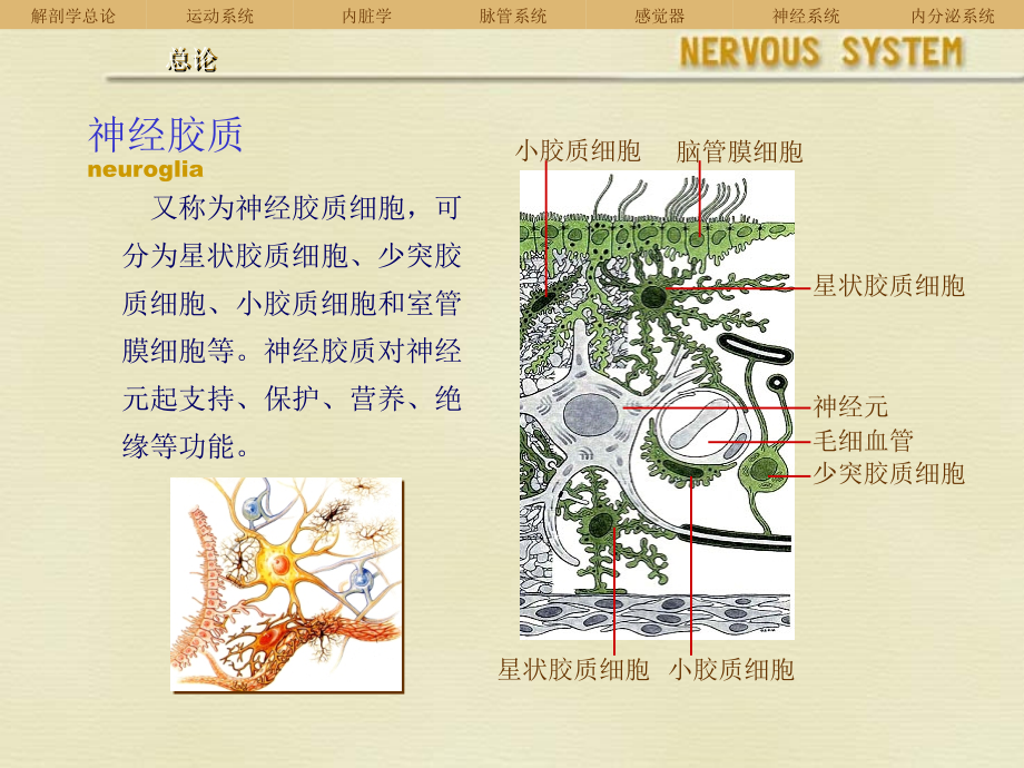 人体解剖学课件----神经系统_第3页