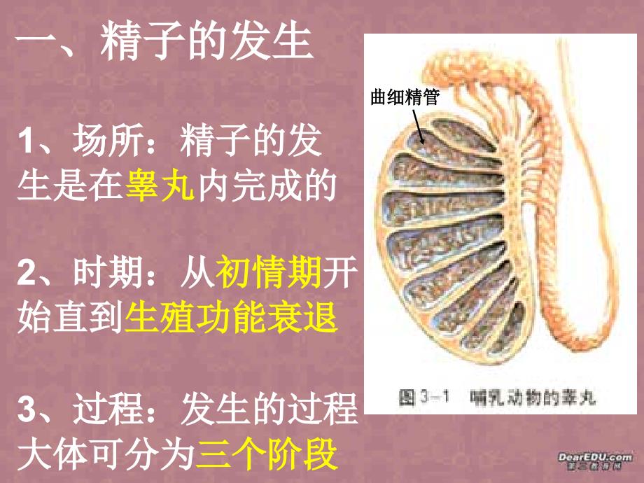 专题3_3.1体内受精和早期胚胎发育(上)_第4页