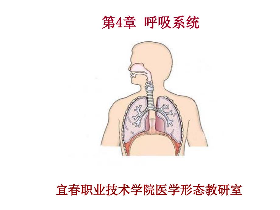 系统解剖学第4章 呼吸系统_第1页