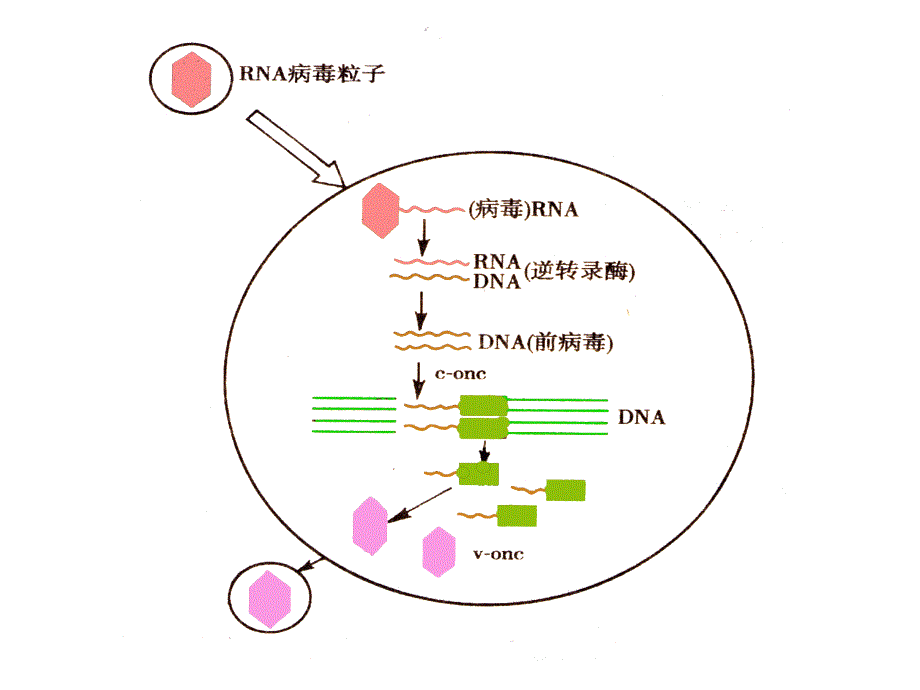 癌基因、抑癌基因与生长因子_第4页