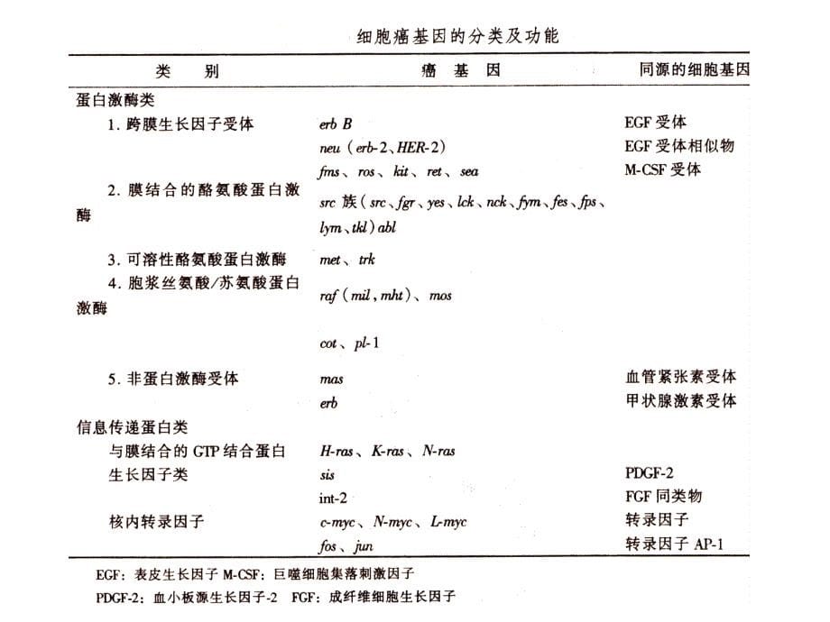 癌基因、抑癌基因与生长因子_第5页