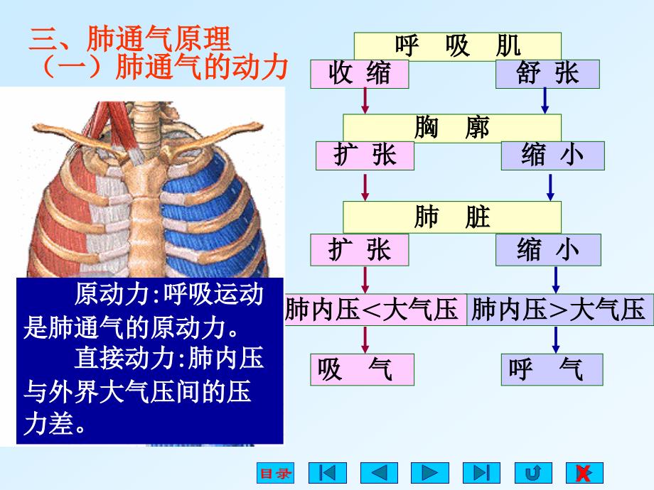 生理学呼吸_第4页