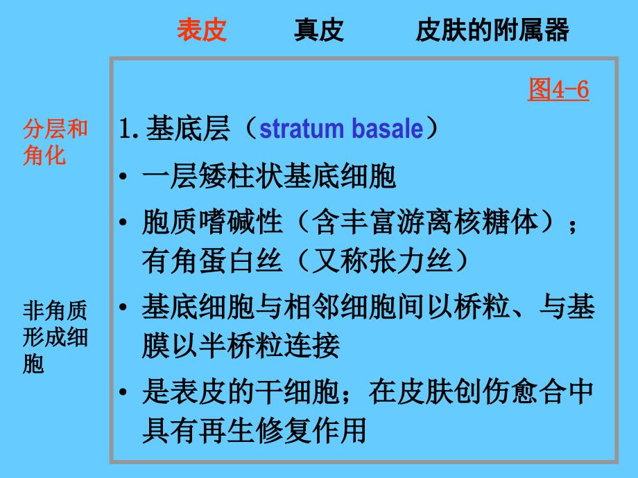 皮肤相关内容_第4页