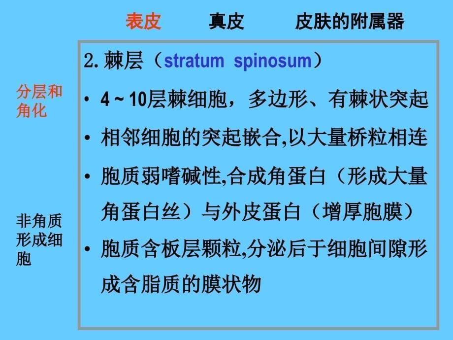 皮肤相关内容_第5页