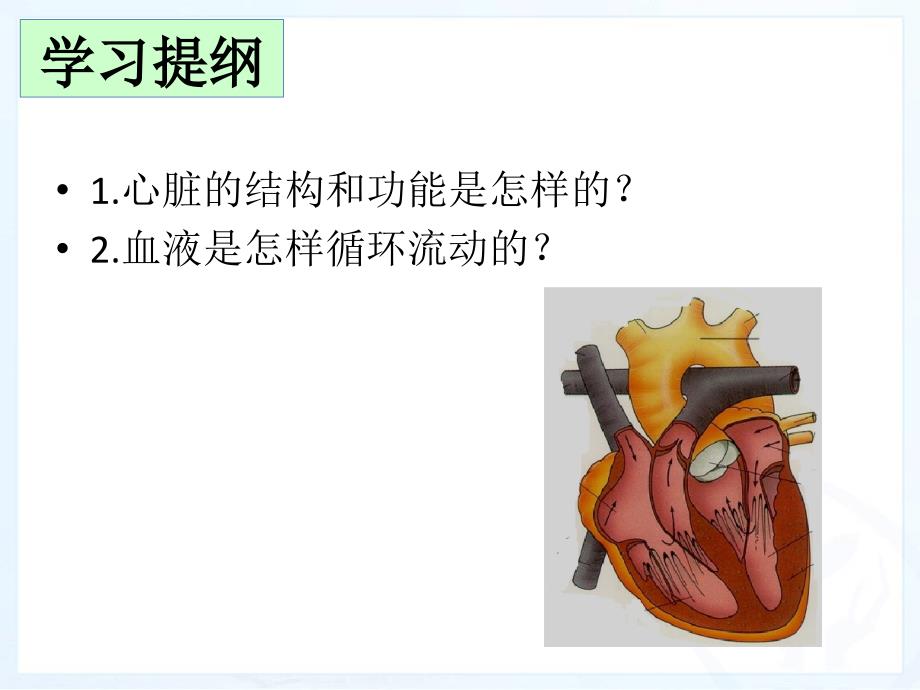 (课件)第三节 输送血液的泵——心脏_第4页