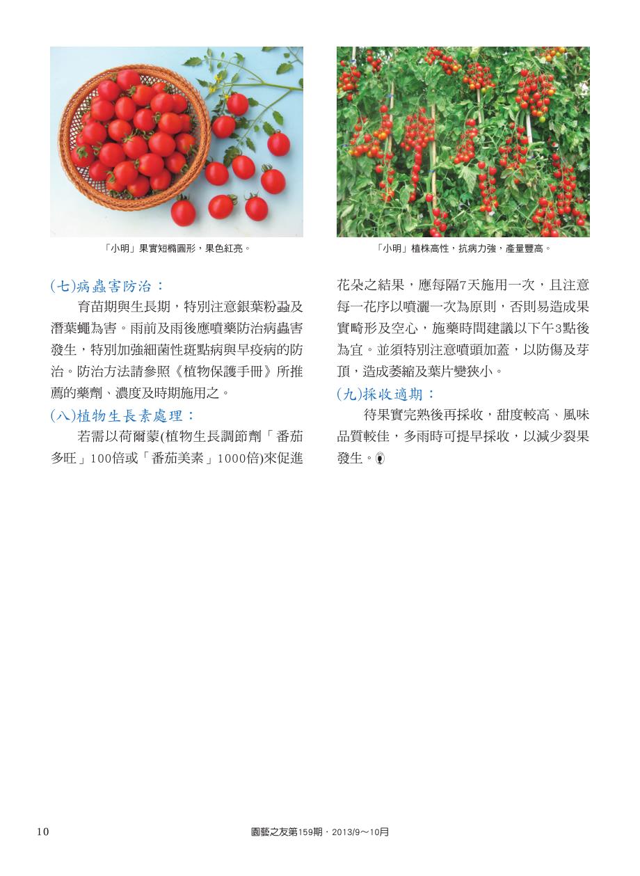 抗病优质的红色小番茄-known_第2页