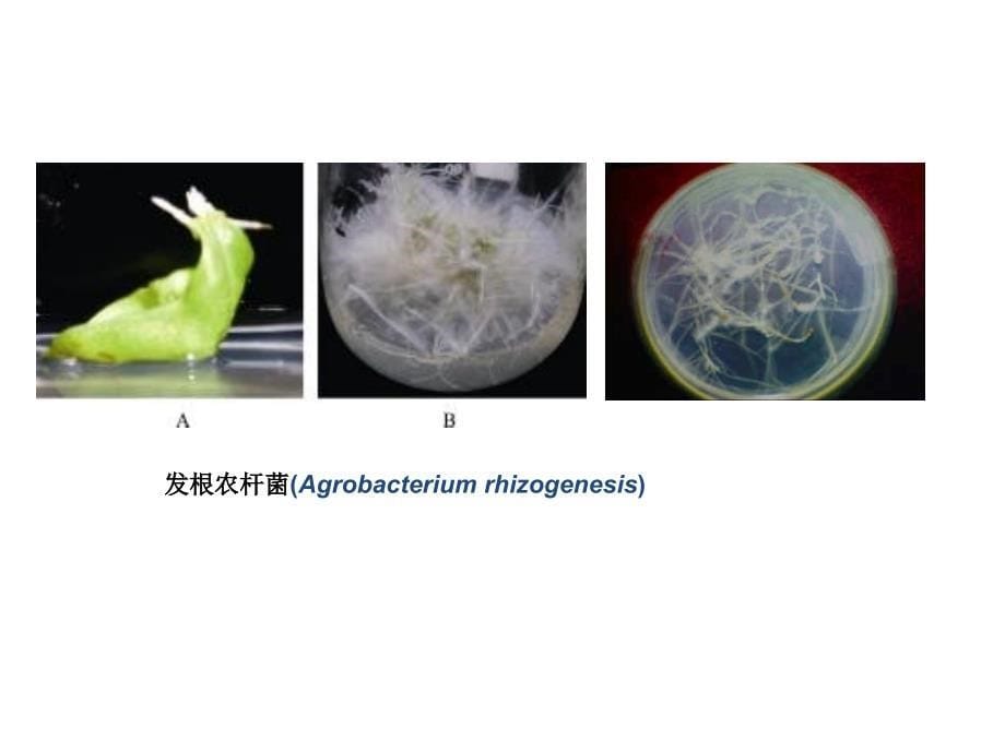 第九章 园艺植物遗传转化载体的构建_第5页