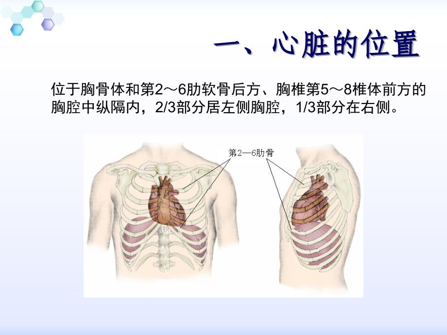 心脏的解剖结构及传导系统_第4页