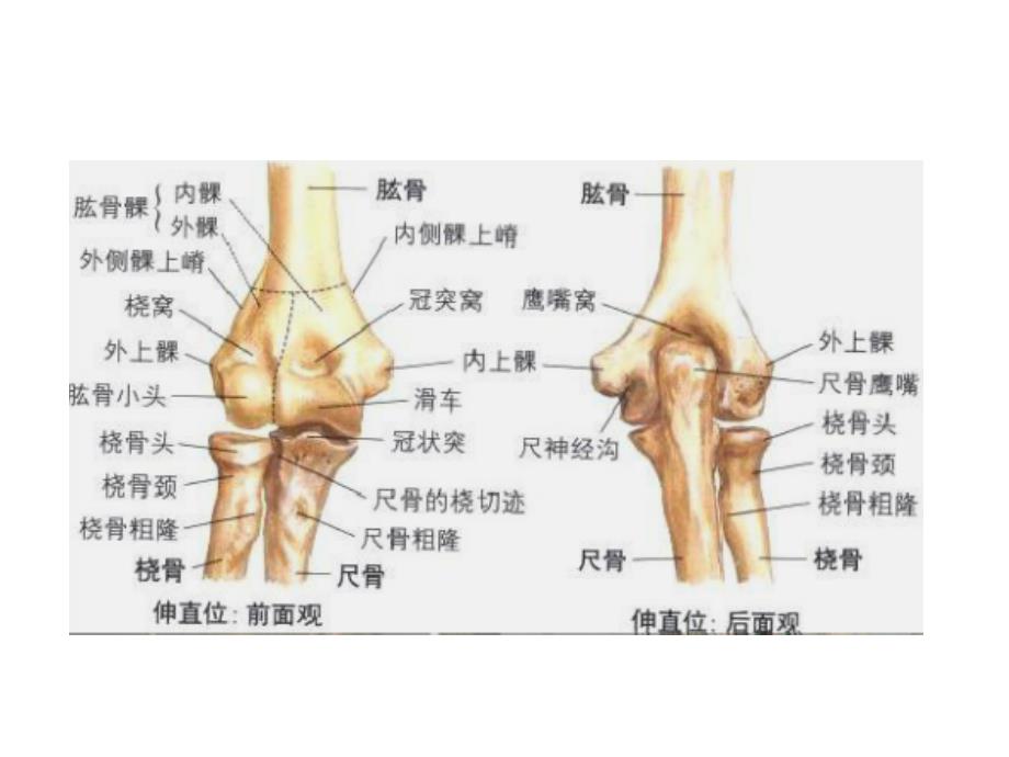 肘关节解剖运动学说_第2页