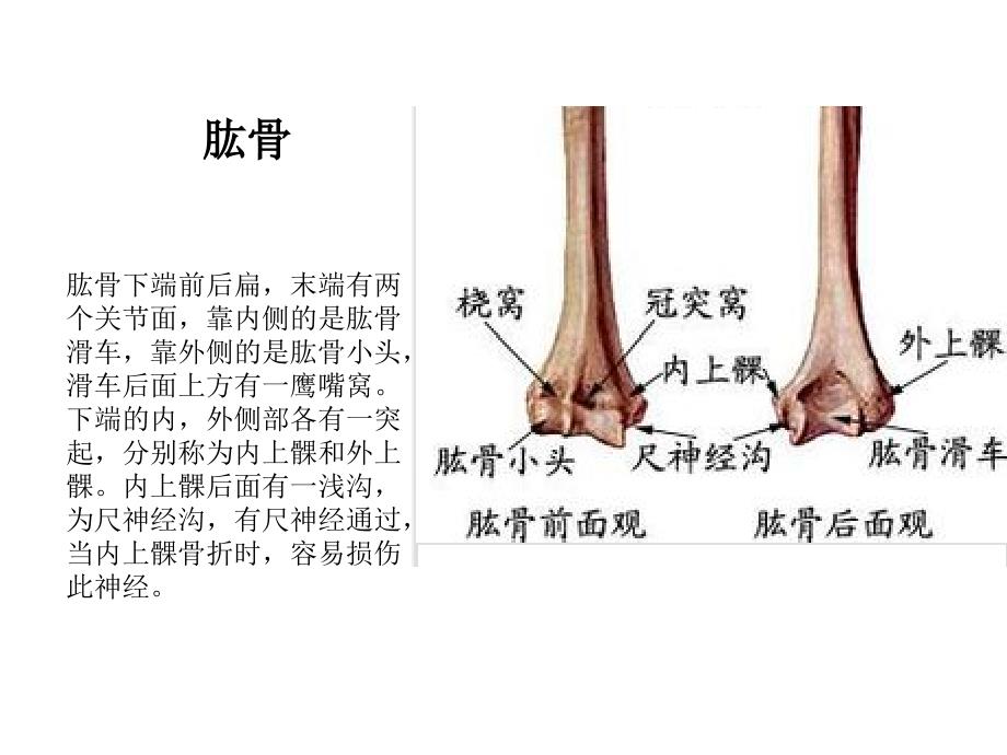 肘关节解剖运动学说_第3页