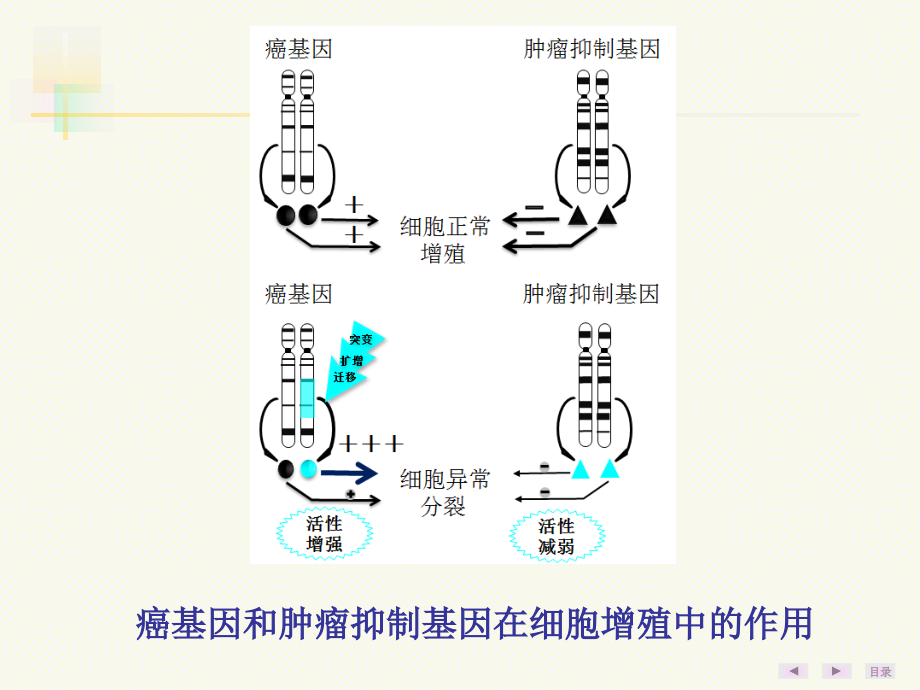 癌基因、肿瘤抑制基因与生长因子_第4页