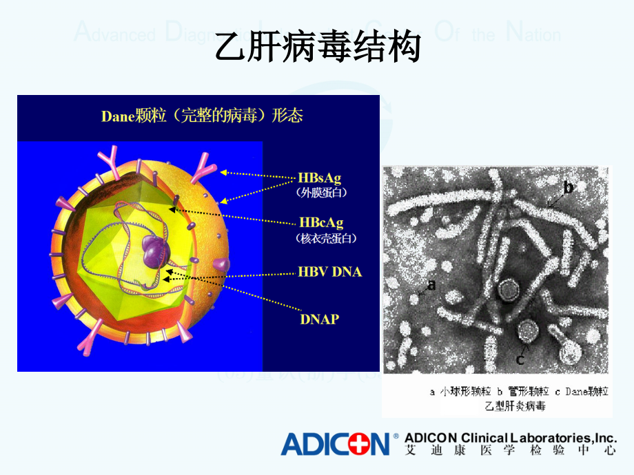 HBV-DNA分子诊断与应用-医院全面版_第4页