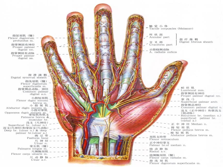 手的神经肌肉解剖_第2页