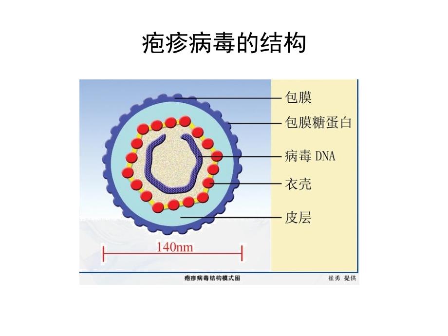 医学微生物学(第八版)第三十一章 疱疹病毒_第3页