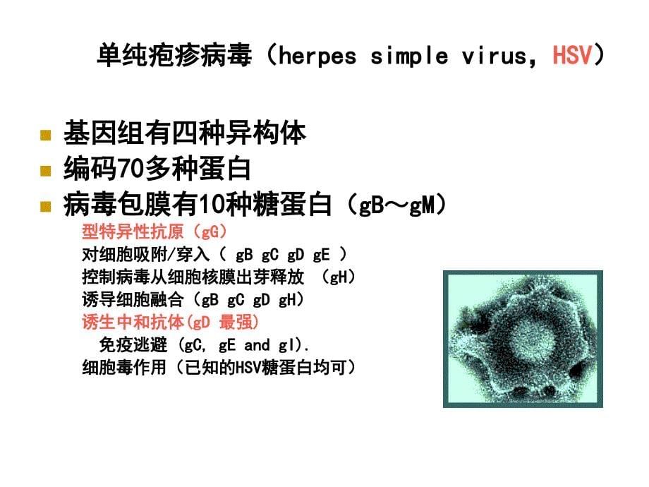 医学微生物学(第八版)第三十一章 疱疹病毒_第5页