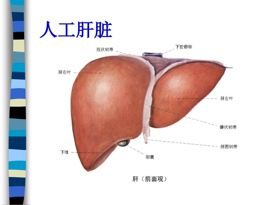 人工脏器人工肝_第2页