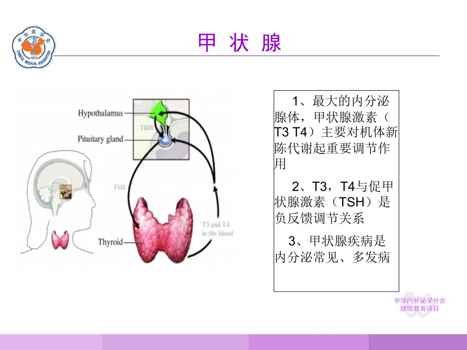 常见甲状腺疾病的诊疗要点_第2页