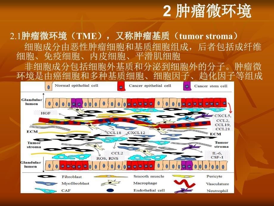 最新肿瘤微环境与肿瘤关系的研究_第5页