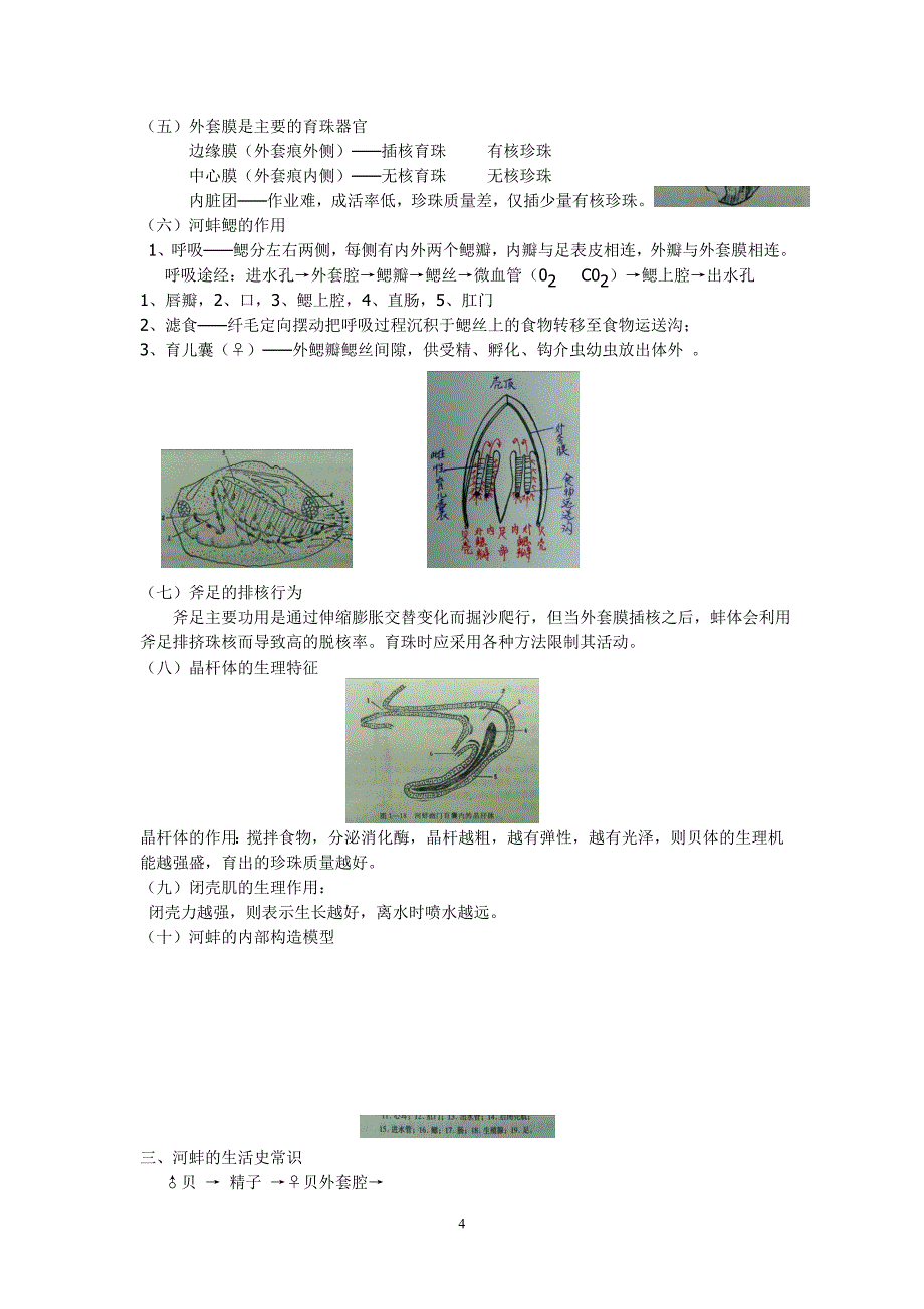 淡水珍珠的养殖_第4页