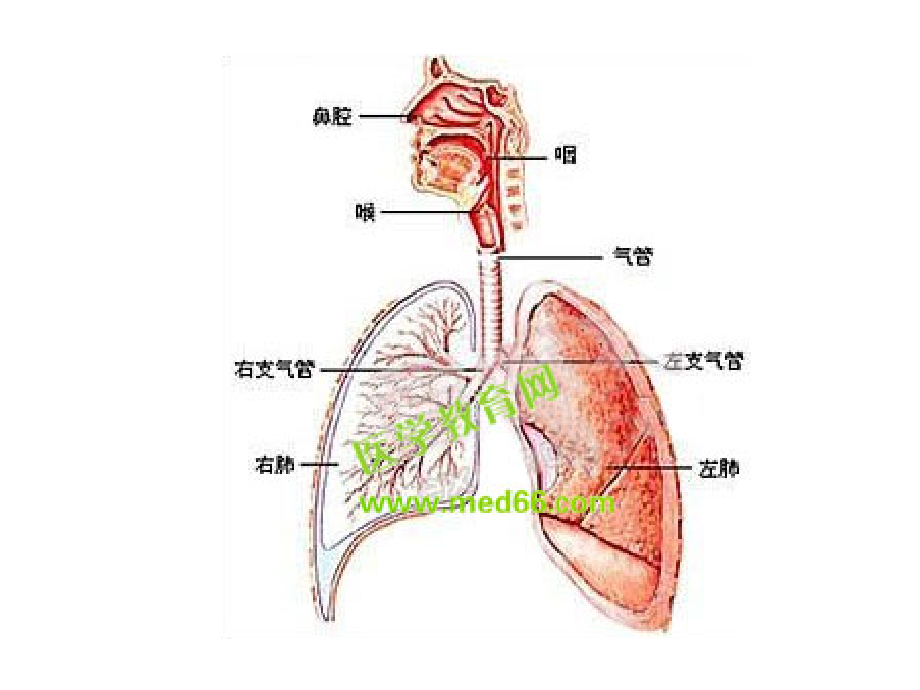 呼吸功能障碍的护理_第3页