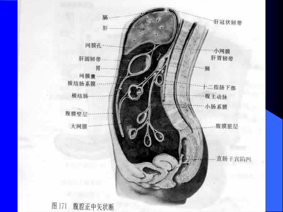 腹腔及腹膜后CT诊断_第4页