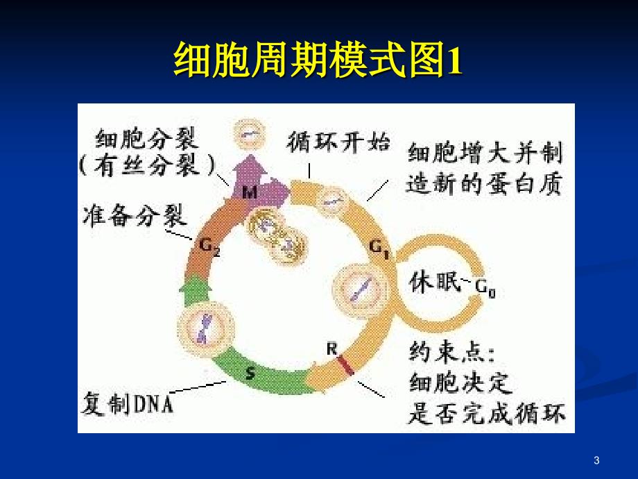 化疗所致骨髓抑制的治疗_第3页