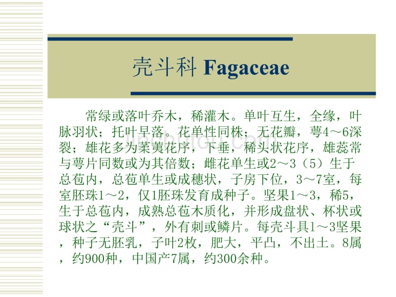 壳斗科fagaceae_第1页
