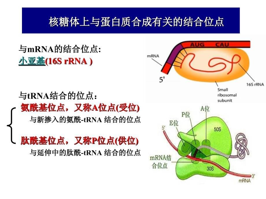 内膜系统和核糖体_第5页