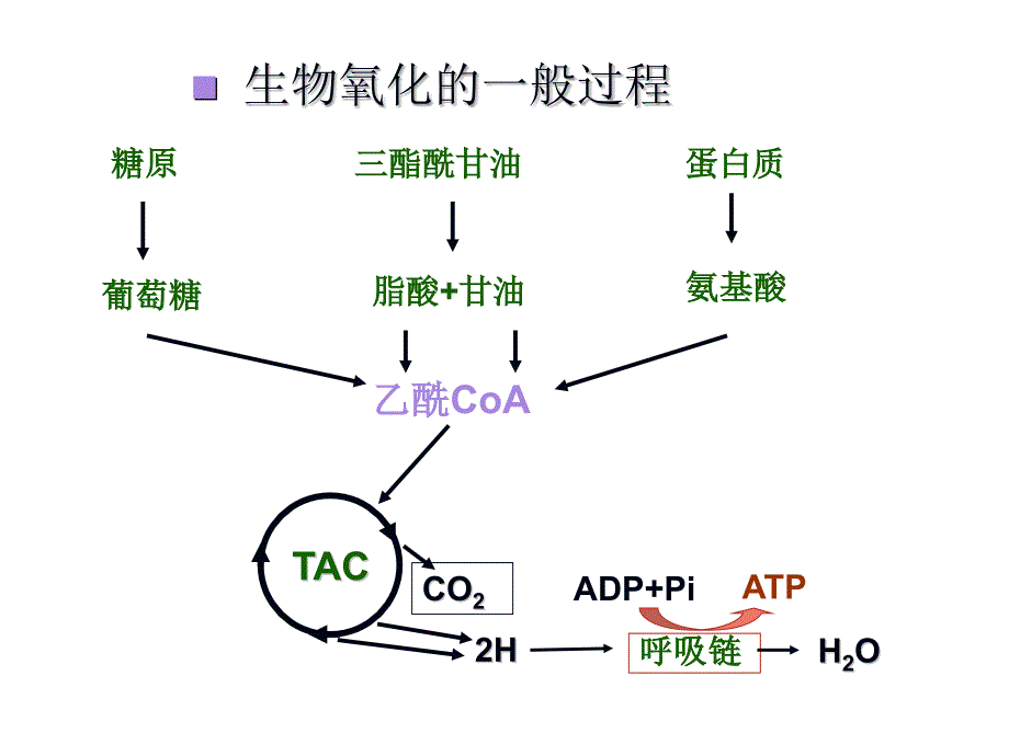 [医学]第六章生物氧化_第3页