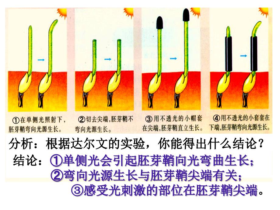 人教版教学课件植物生长素的发现课件20_第4页