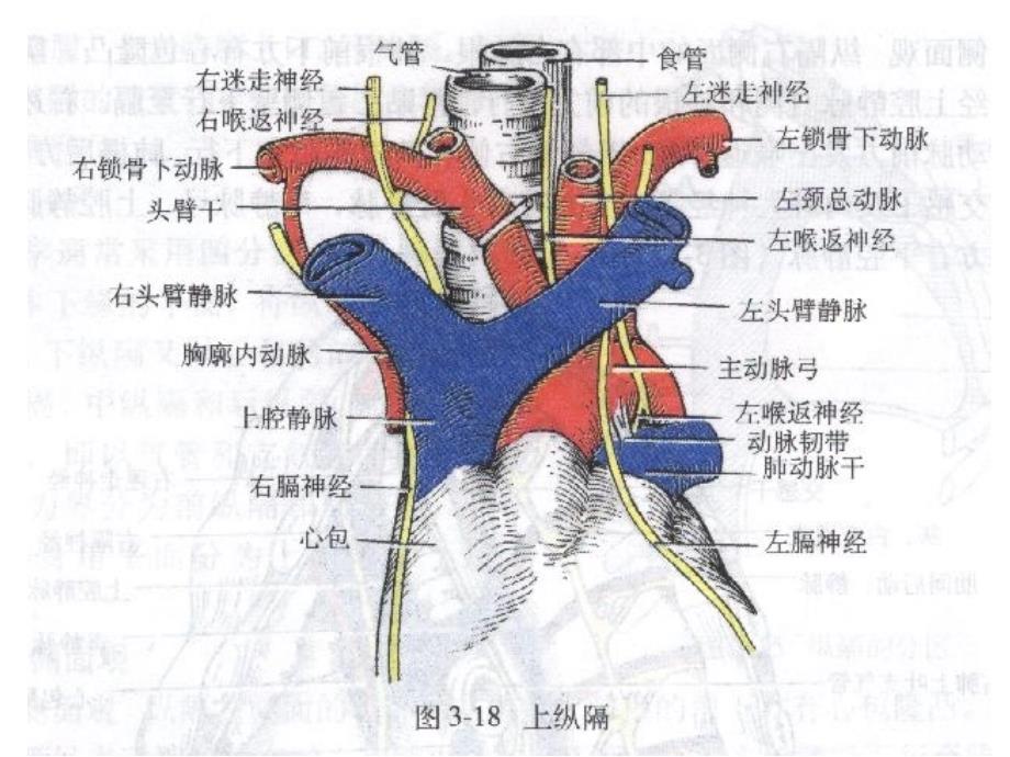 [医学]人体胸部断层解剖学_第4页