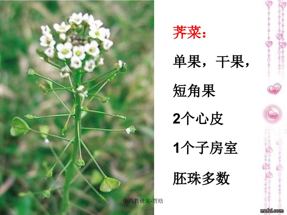 药植12-植物分类503_第4页