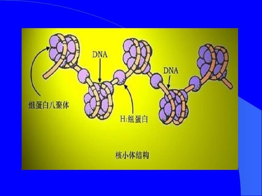 药学分子生物2.1_第5页