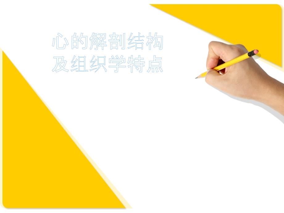 心脏结构及特点_第1页