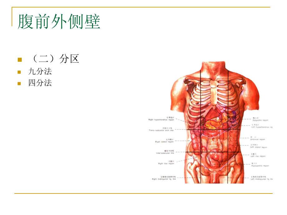 局部解剖学腹部解剖_第3页