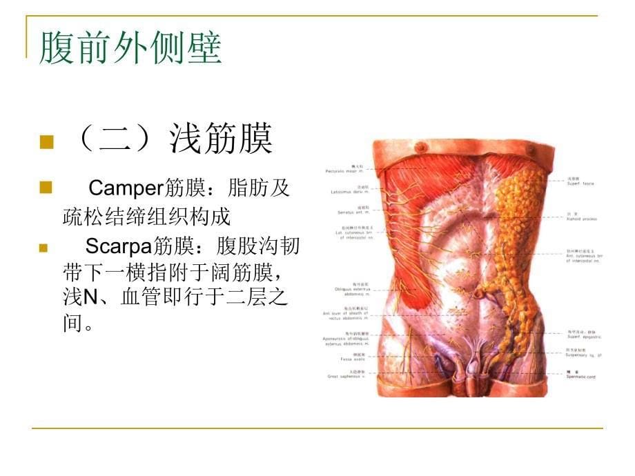 局部解剖学腹部解剖_第5页