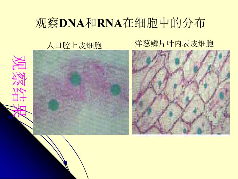 生物遗传信息的携带者-核酸课件_第5页