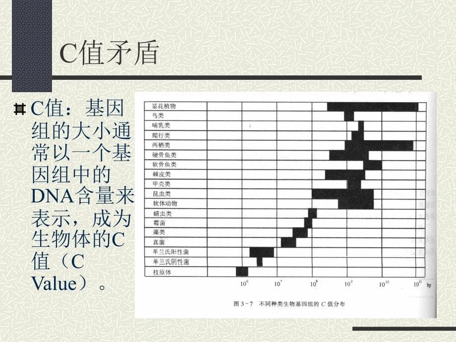 动物遗传学-动物基因组学基础(二)_第5页