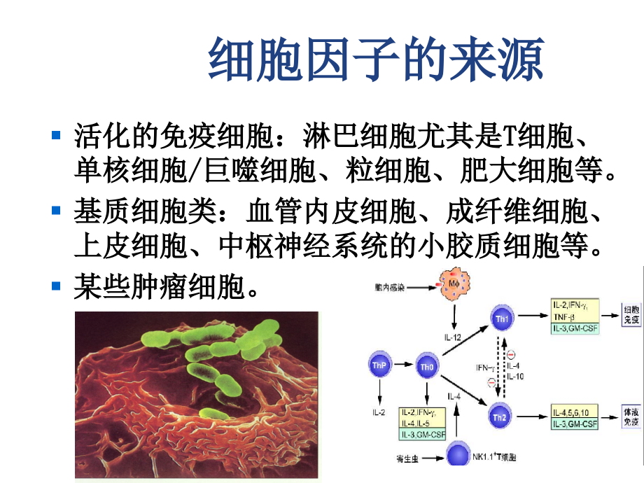 南农 生物技术制药  第五章细胞因子_第3页