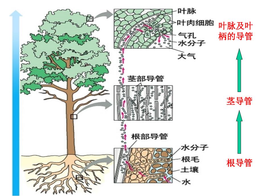 [初一理化生]初一生物第三单元复习第三章_第3页