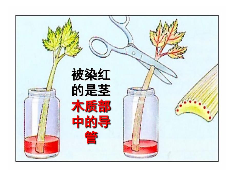 [初一理化生]初一生物第三单元复习第三章_第4页