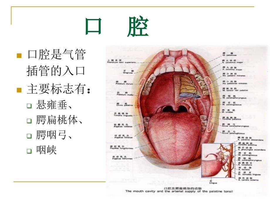 气管插管演示文稿_第5页