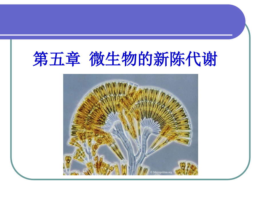 [农学]第五章_微生物的代谢dwn_第1页