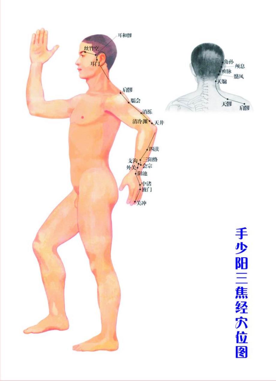 经络穴位标准图_第4页