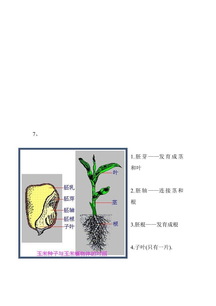 [其它课程]校本植物的认识Microsoft Word 文档 2_第5页