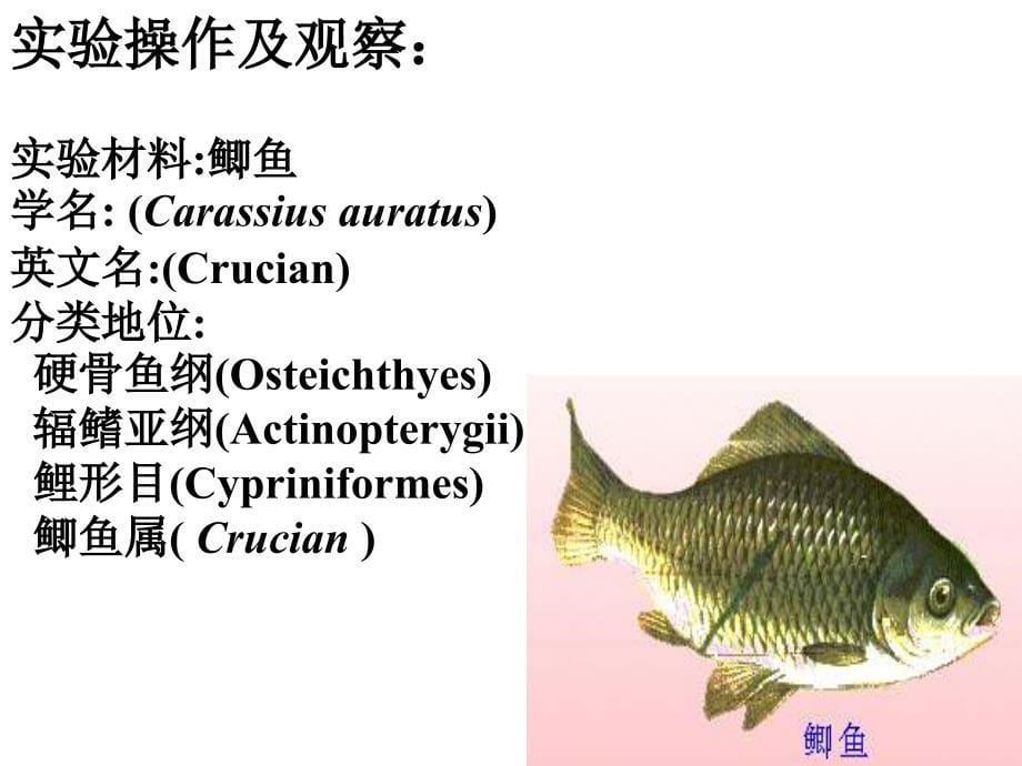 鲤鱼(或鲫鱼)的外形和内部解剖_第5页