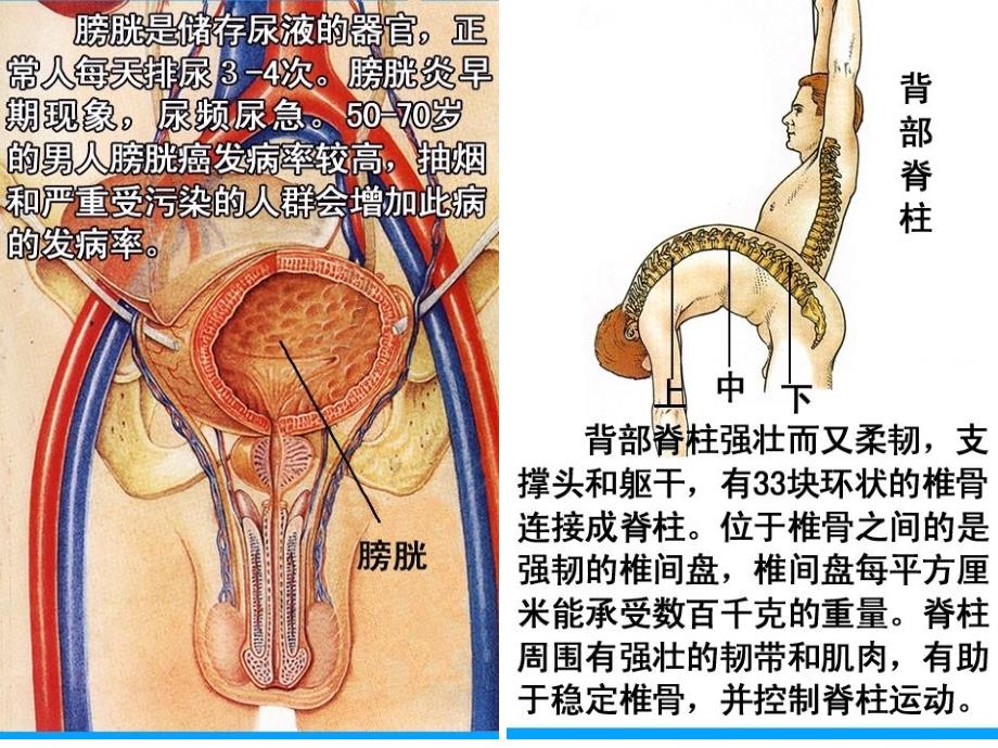 人体说明书-各器官的功能及作用_第2页