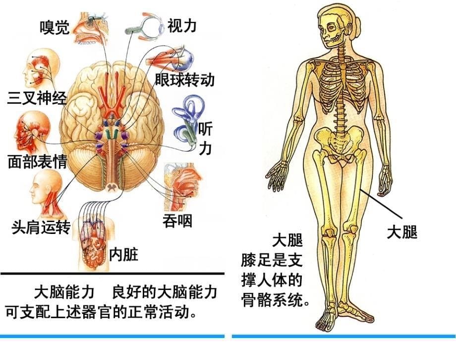 人体说明书-各器官的功能及作用_第5页