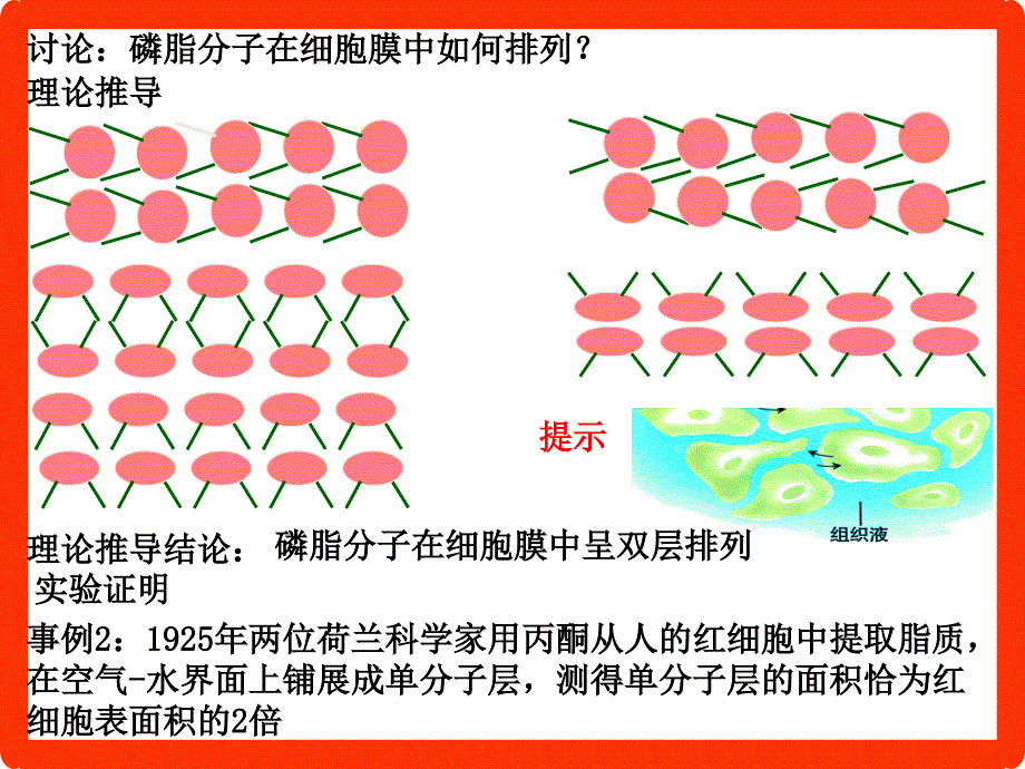 七中生物膜的流动镶嵌模型课件_第3页