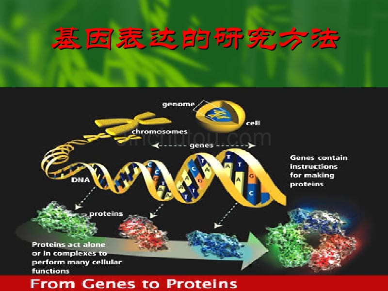 [基础医学]基因的表达_第1页